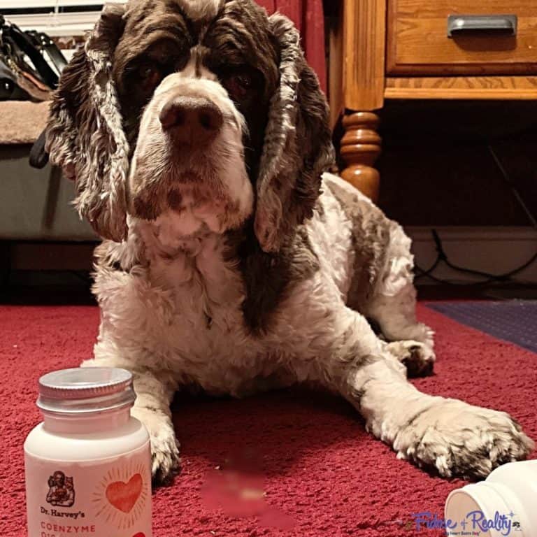 What Is The Best CoQ10 For Dogs? Fidose of Reality