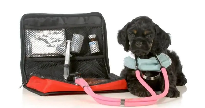 CoQ10 for dogs with heart disease