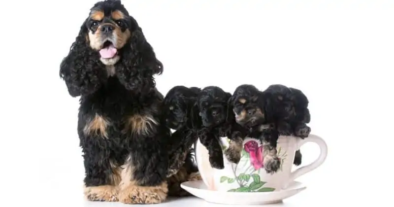 cocker spaniel with puppies