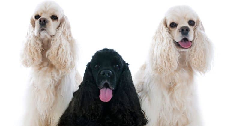Are cocker spaniels high maintenance