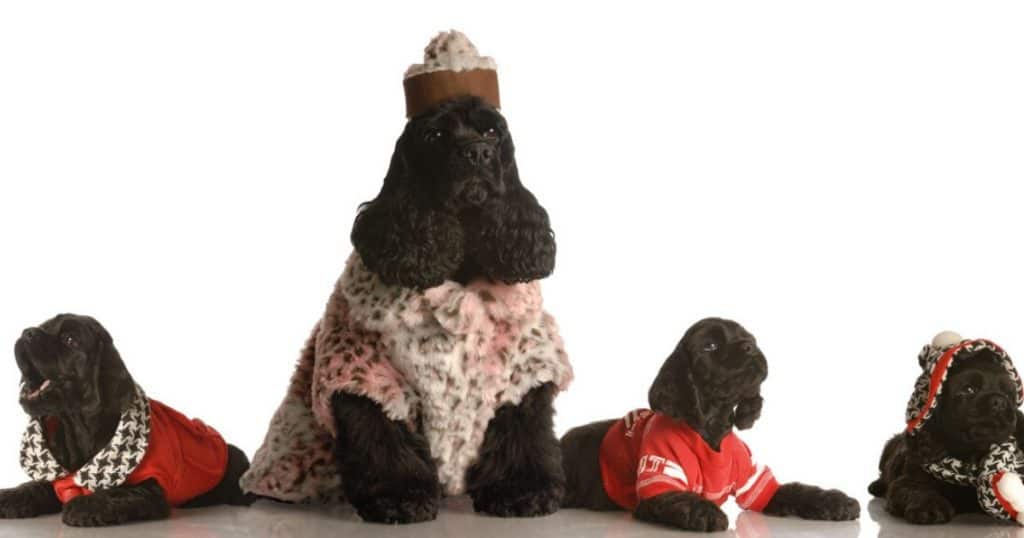 Do Cocker Spaniels Shed A Lot? Fidose of Reality