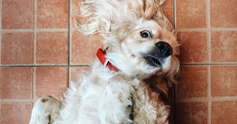 cocker spaniel submissive