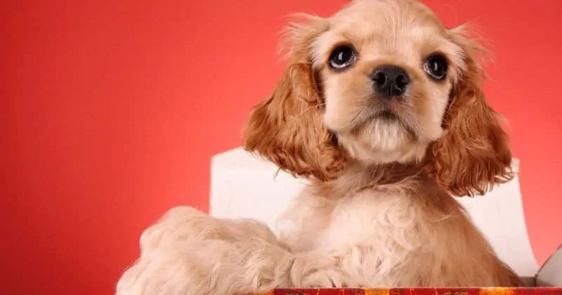 cocker spaniel first aid