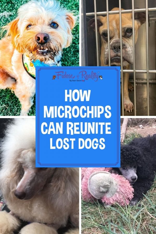 Can Microchipping Reunite Lost Dogs A Dog Parent’s Guide Fidose of