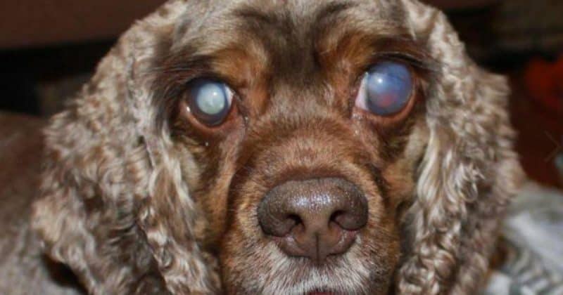 cataract treatment for dogs