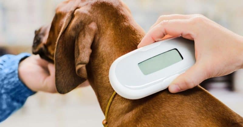 dog being scanned for a microchip