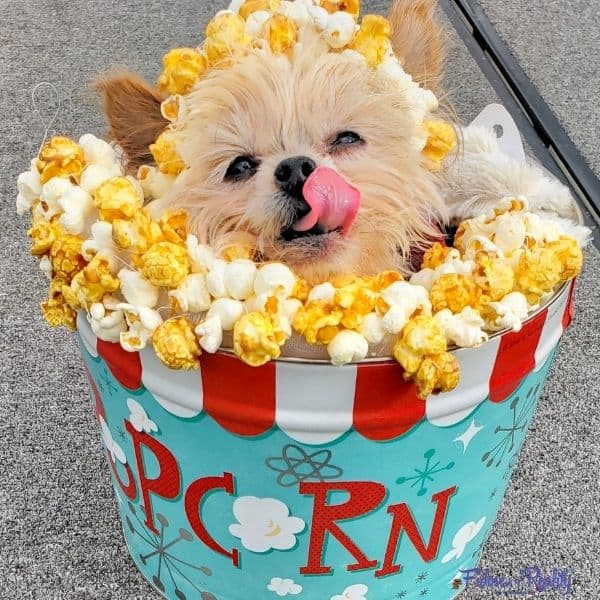 clever halloween costume for dogs