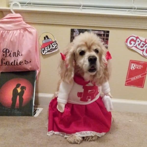 cheerleader best dog halloween costume ideas