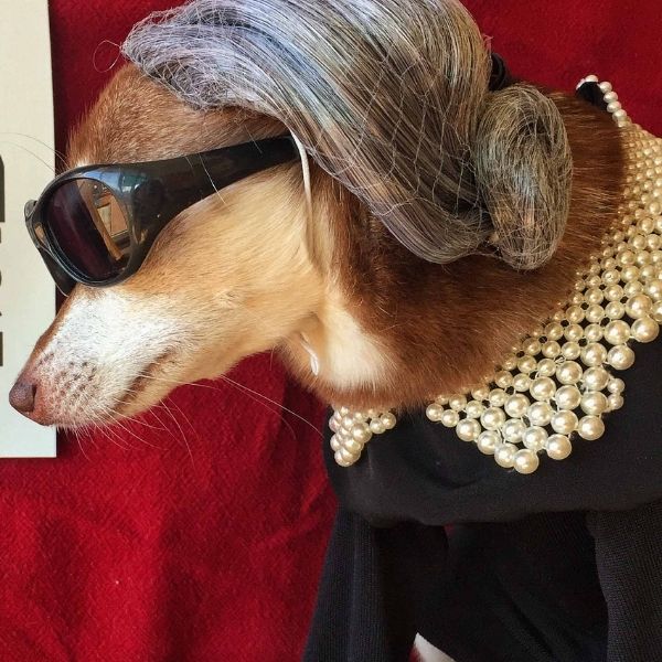 pop culture best dog halloween ideas