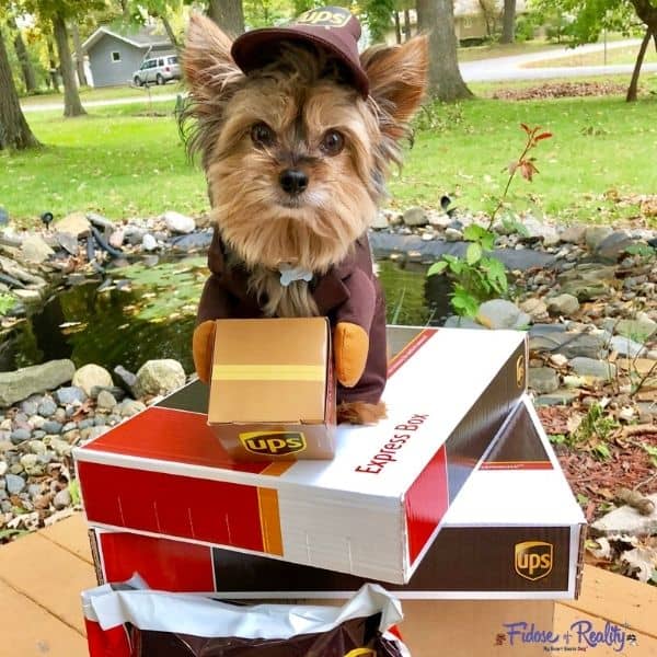 dog dressed as ups driver for halloween