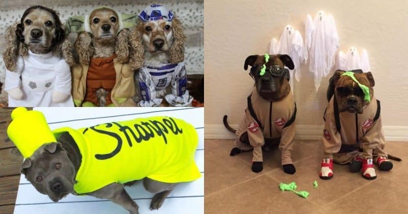 Best dog Halloween costumes