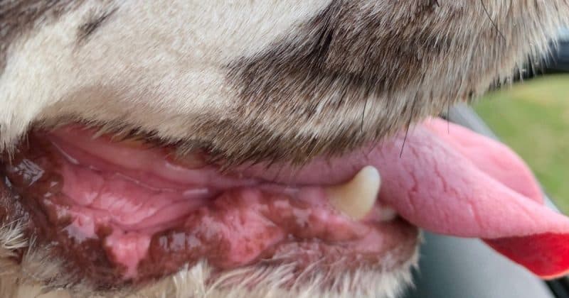 dog mouth for lip folds