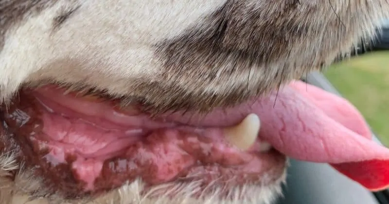 dog mouth for lip folds