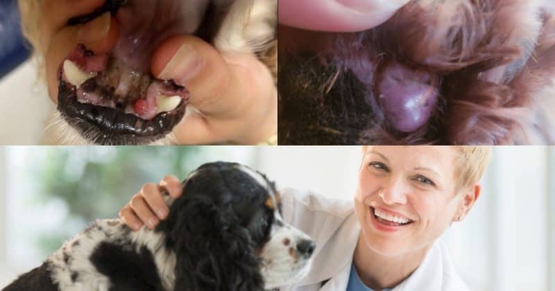 dog plasmacytomas information