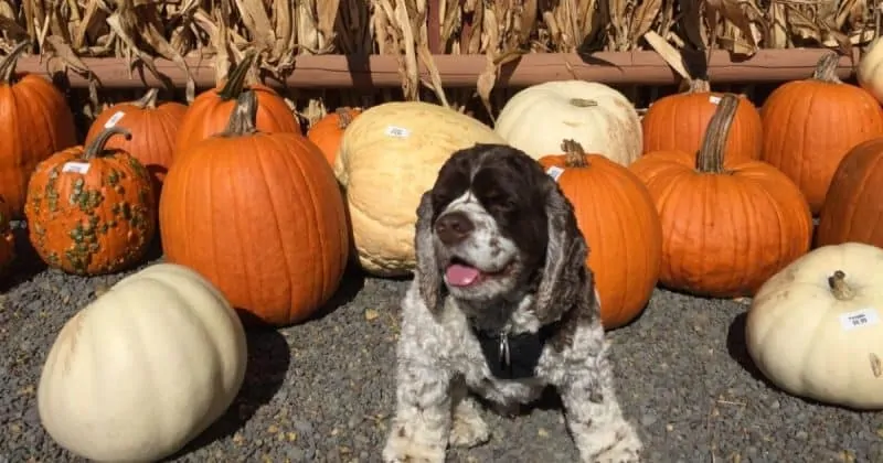 dog in field of pumpkins