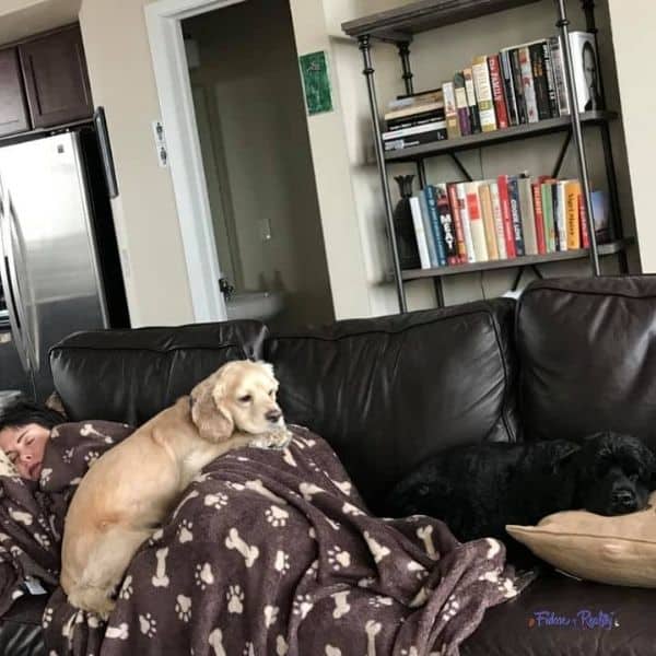 do cockers like to snuggle