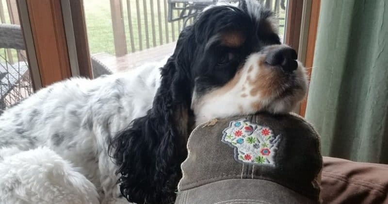cocker spaniel cuddle time