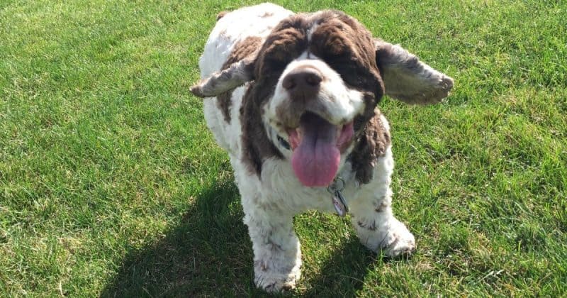 cocker spaniel ear canals