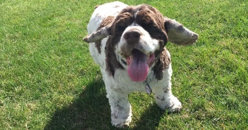 cocker spaniel ear canals