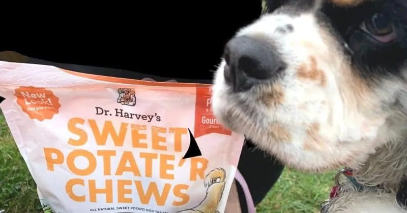 can dogs safely eat sweet potatoes