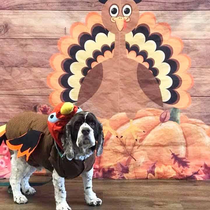 dog ready for sweet potatoes