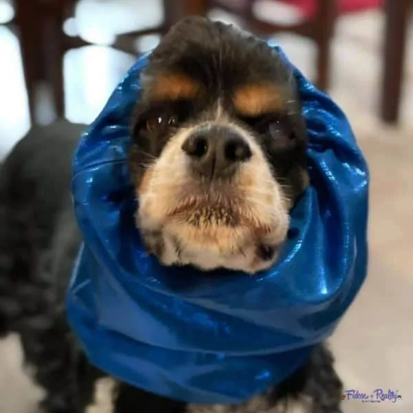 cocker spaniel with blurry eye due to glaucoma