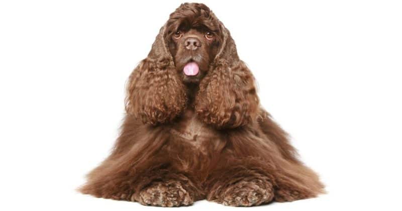 Best Cocker Spaniel ear cleaners