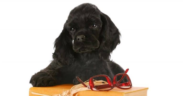 causes of seizures in dogs