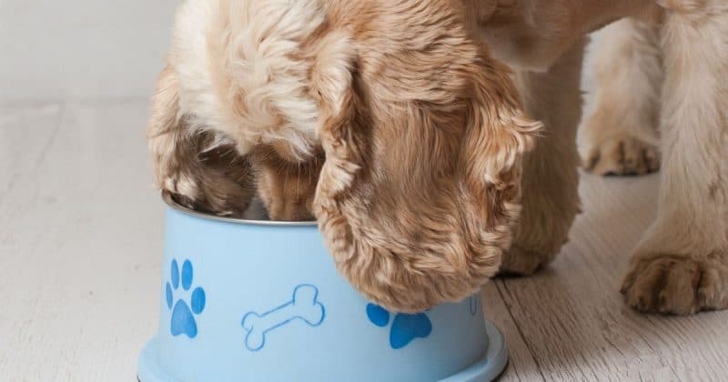 cocker spaniel has a food allergy