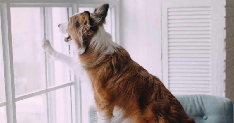 tips for leaving a dog home alone