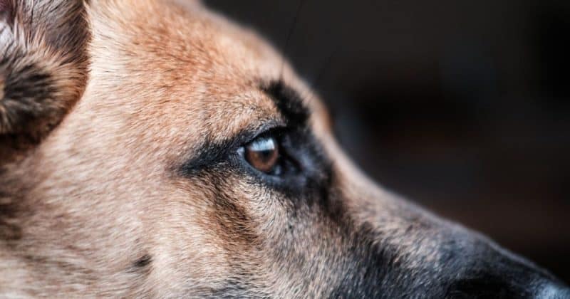 closeup of german shepherd dog