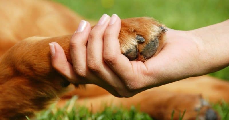 paw and hand reaching out
