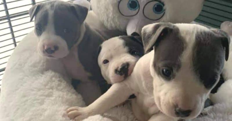 Pit bull mix puppies ready to eat