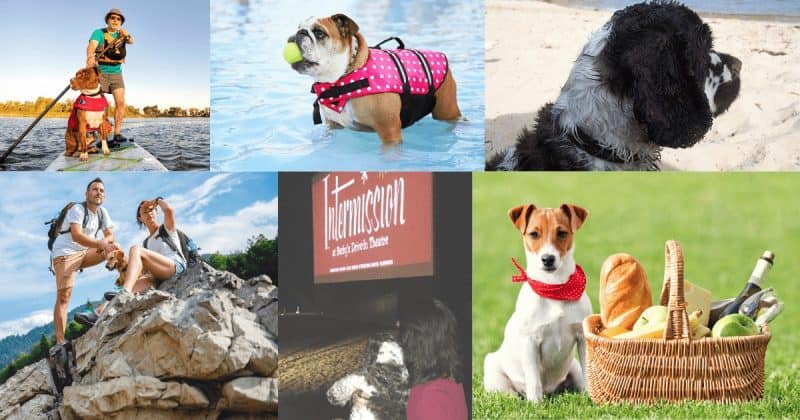 summer activities to do with a dog