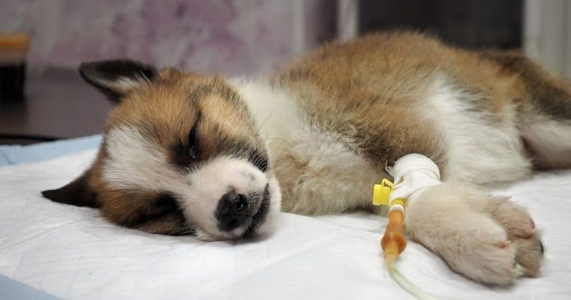 sick puppy being treated for parvovorus