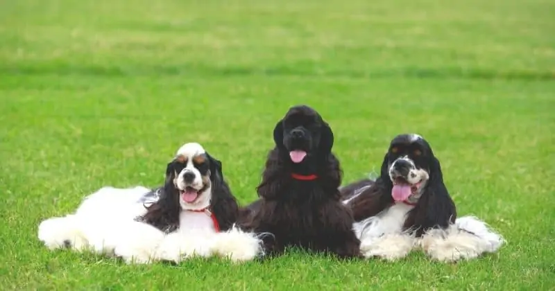 Cocker spaniels sitting outside on grass