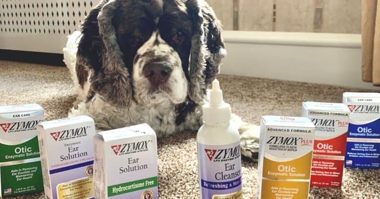 dog with products to prevent ear infections