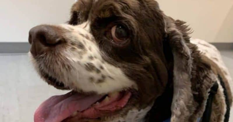 dog with lipoma treatment