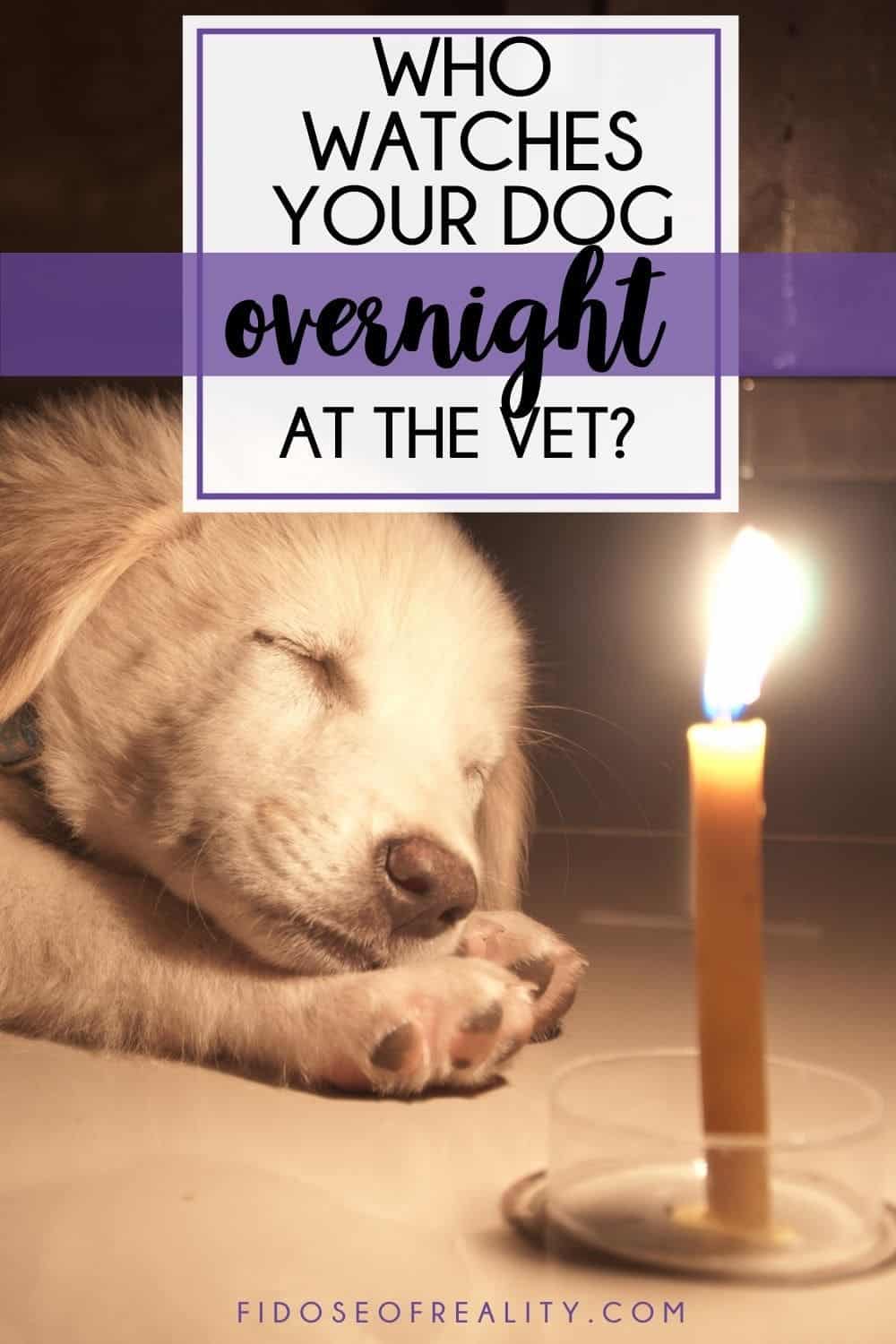 Warning Leaving Your Dog Overnight At Vet Office Fidose of Reality