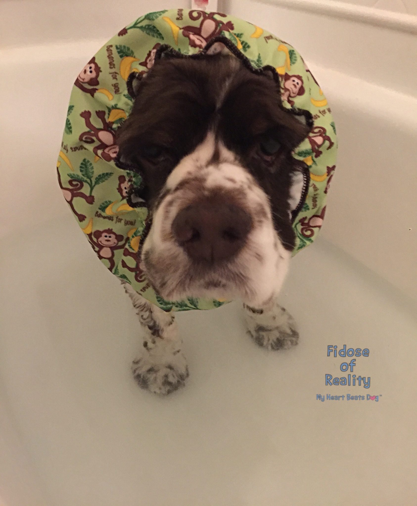 Worst Dog Shampoo Ingredients To Avoid Using Fidose of Reality