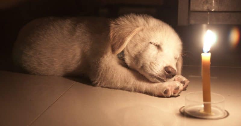 Ask your vet if your dog will have someone there overnight with him