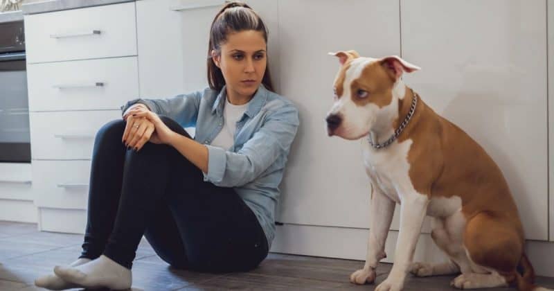 Do dogs hold a grudge after they are hurt?