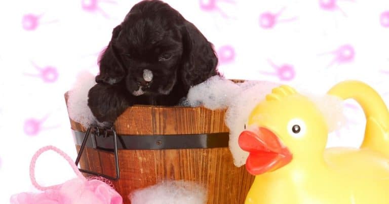 Human shampoo is made to wash out natural oils and wax on our hair, but a dog’s skin is much more sensitive