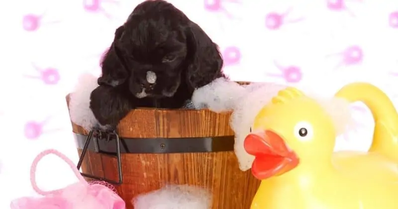 Human shampoo is made to wash out natural oils and wax on our hair, but a dog’s skin is much more sensitive