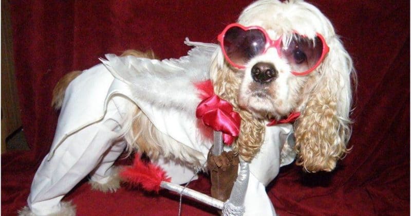 dog dressed as cupid ready to fall in love