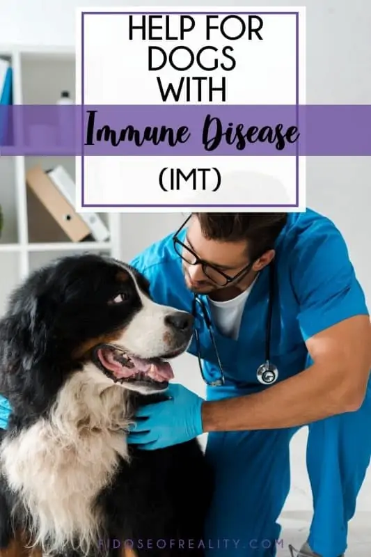 Immune disease in dogs IMT