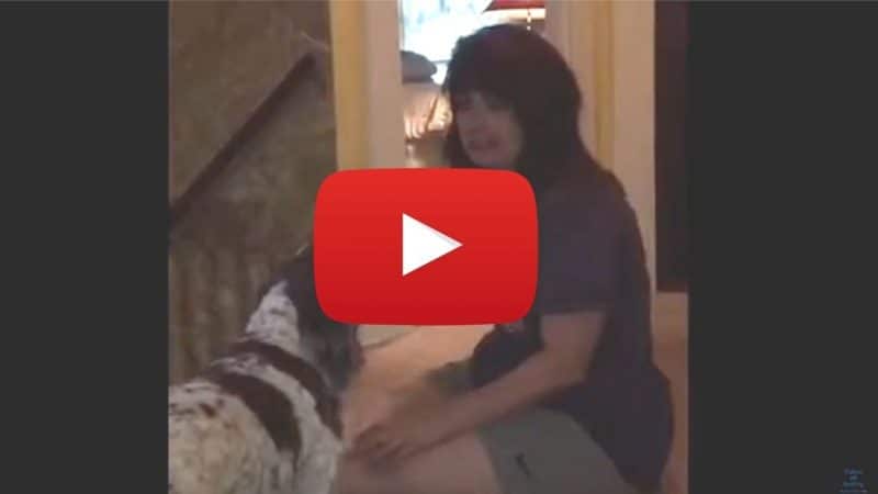 fun game with dogs inside