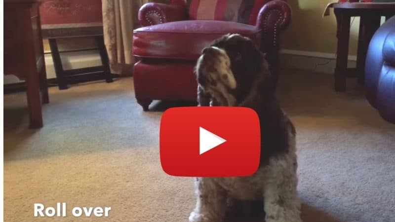 Teach roll over as a fun thing to do with your dog
