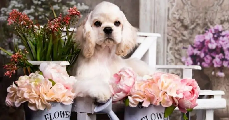 Cocker Spaniel female dog names