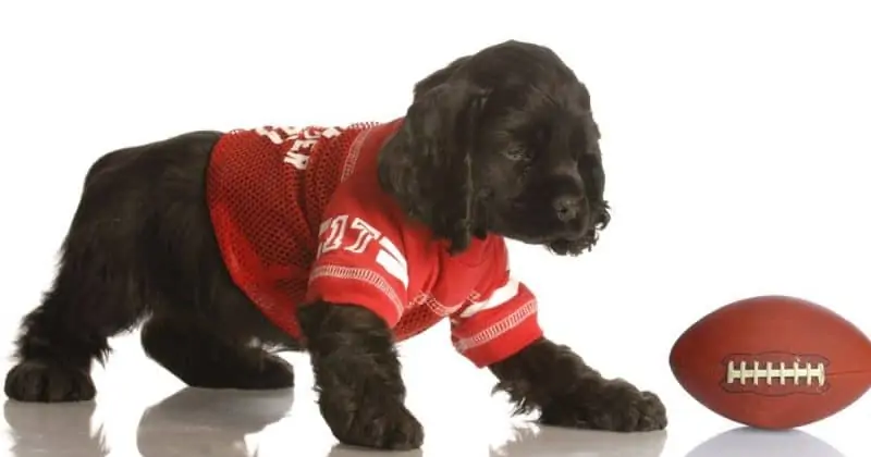 300 of the best male cocker spaniel dog names